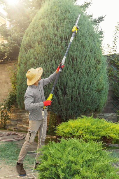 Best Tree Cabling and Bracing  in Ocean City, FL
